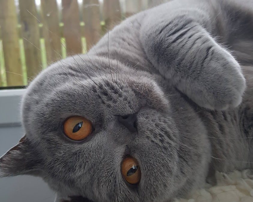 Catseye Cattery Rates are Changing