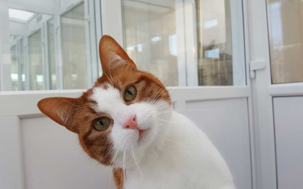 Cattery for Cats, Kennels for Dogs!