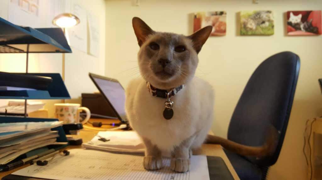 Our New "Recruit", Solomon!!