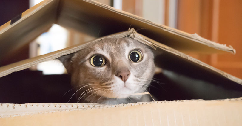 Long-Term Boarding? We’re Here to Help!