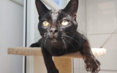 Keeping your Cats Happy and Healthy