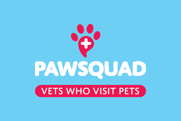 Catseye Cattery Friend and Vet, Martha, Tells us About her Exciting new Adventure!